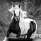 BrownTrout; The BrownTrout Portrait Series: The Noble Horse | 2027 12 x 24 Inch (Hanging) Monthly Square Wall Calendar | Plastic-Free; Category:Wall Calendars; Image:2
